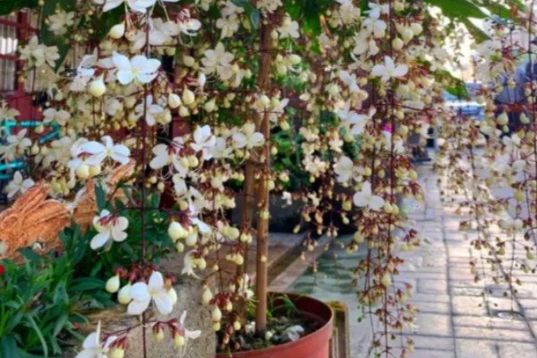 垂茉莉有没有毒,是无毒的