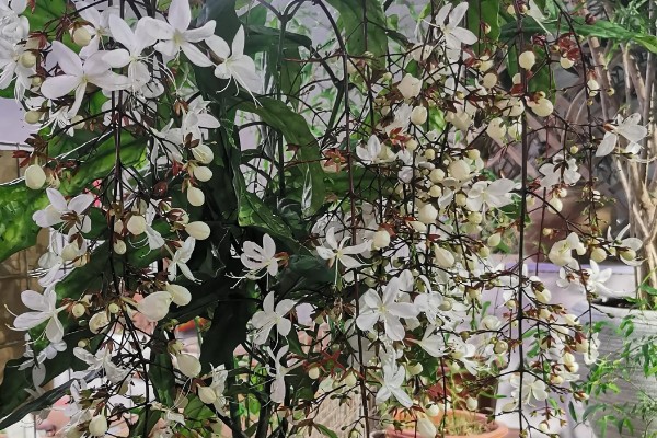 垂茉莉有没有毒,是无毒的