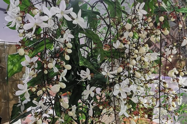 垂茉莉有没有毒,是无毒的