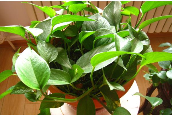 绿萝多长时间晒一次太阳，半个月晒一次为佳