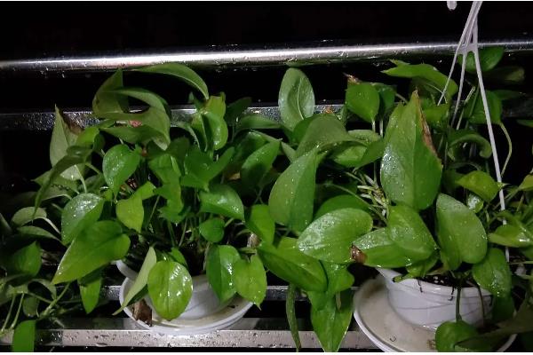 绿萝多长时间晒一次太阳，半个月晒一次为佳