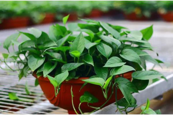 绿萝多长时间晒一次太阳，半个月晒一次为佳