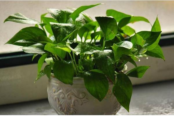 绿萝多长时间晒一次太阳，半个月晒一次为佳