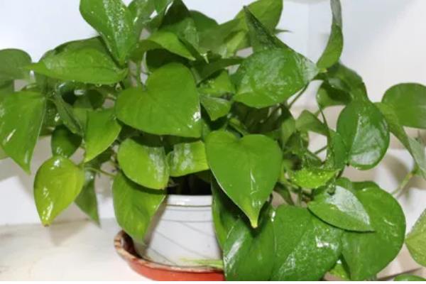 绿萝多长时间晒一次太阳，半个月晒一次为佳