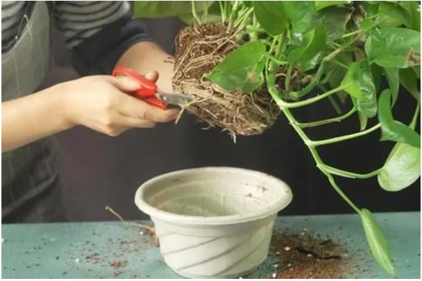 绿萝多长时间晒一次太阳，半个月晒一次为佳