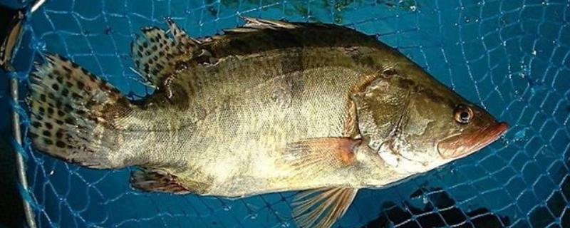 桂鱼有没有毒，身上的刺具有毒性