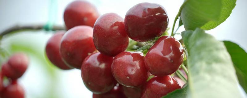 哪些植物是雌雄异株，常见樱桃、杨树等品种