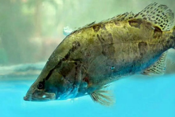 桂鱼有没有毒，身上的刺具有毒性