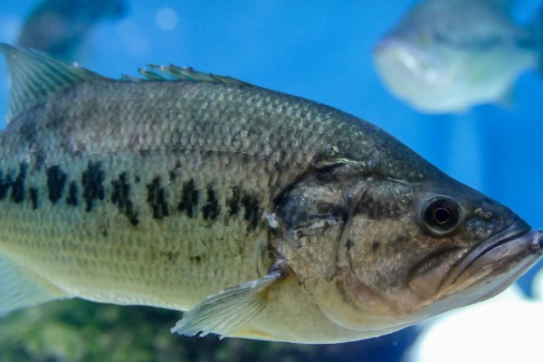 桂鱼有没有毒，身上的刺具有毒性