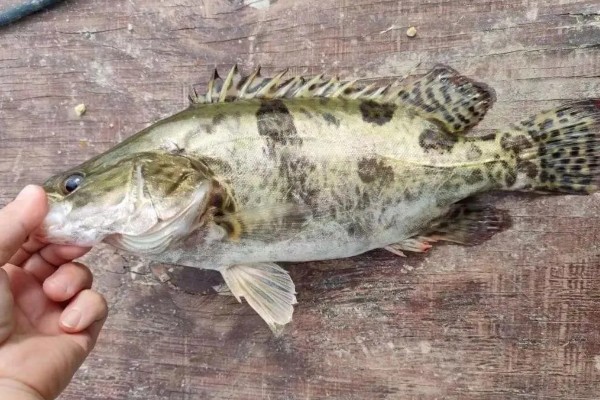 桂鱼有没有毒，身上的刺具有毒性