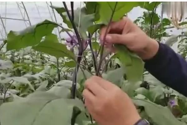 种植夏茄子的注意事项，浇足定根水后浇好稳果水