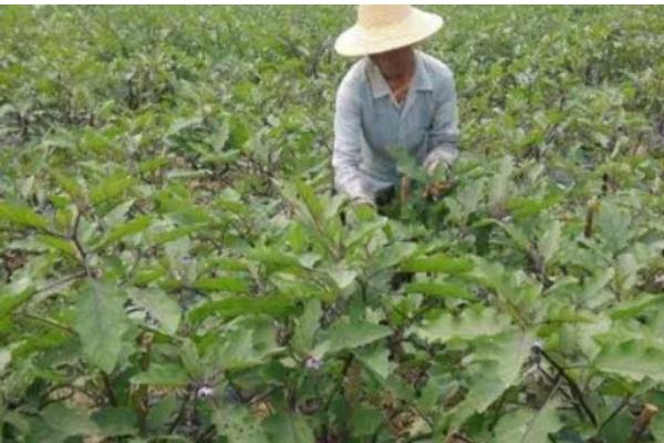 种植夏茄子的注意事项，浇足定根水后浇好稳果水