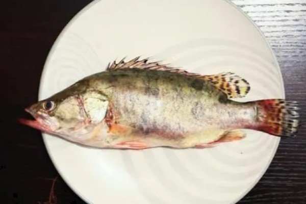 桂鱼有没有毒，身上的刺具有毒性