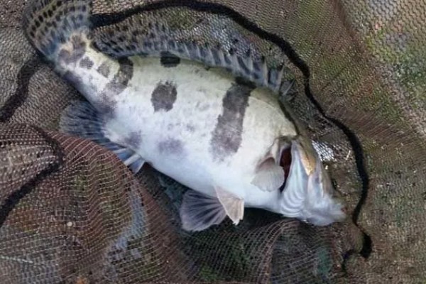 桂鱼有没有毒，身上的刺具有毒性