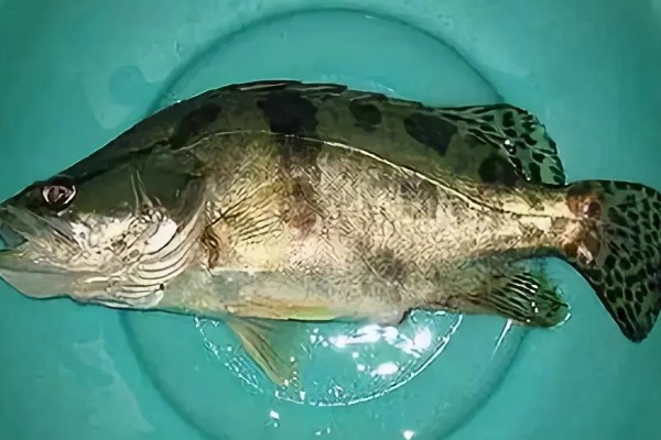 桂鱼有没有毒，身上的刺具有毒性