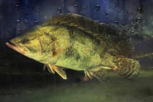 桂鱼有没有毒，身上的刺具有毒性