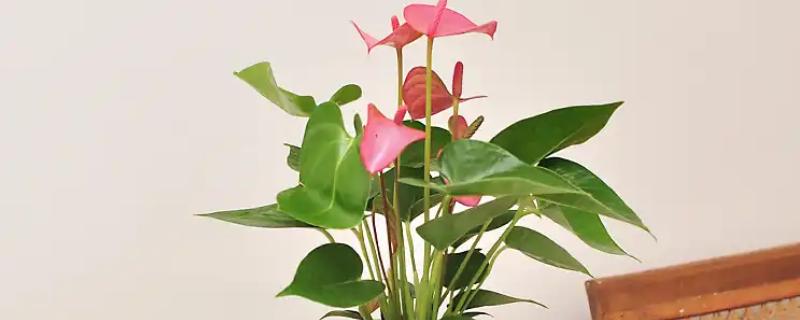 粉掌如何繁殖，可以采取分株的方式繁殖