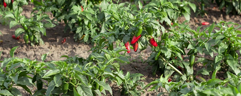 辣椒疫病的防治方法，病发初期喷甲霜铜可湿性粉剂