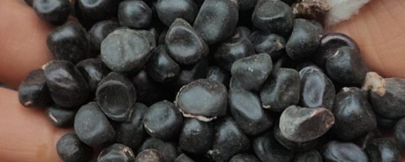 牡丹怎么播种，将种子与草木灰拌匀后再撒播