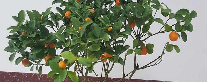 金桔叶子打卷怎么办，空气干燥要喷水增湿