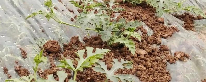 西瓜追肥的注意事项，不要追施含氯肥料