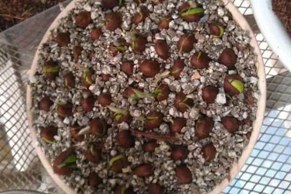 枇杷怎么种植，对种子消毒后再播种