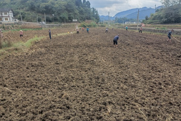枇杷怎么种植，对种子消毒后再播种