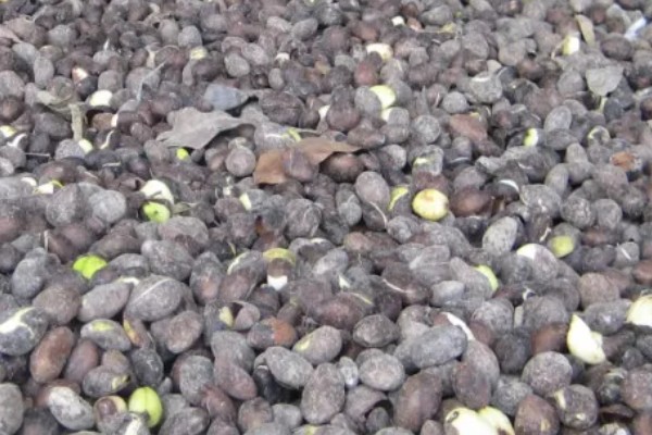 枇杷怎么种植，对种子消毒后再播种