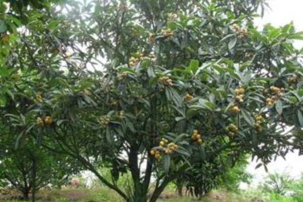 枇杷怎么种植，对种子消毒后再播种