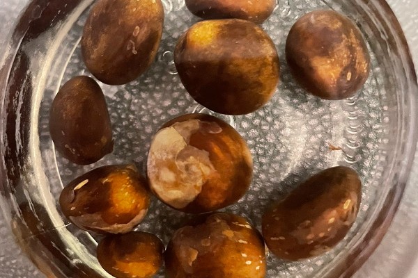 枇杷怎么种植，对种子消毒后再播种