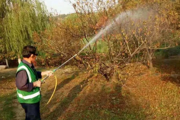秋季怎么管理樱花树，9月份上旬要追施基肥