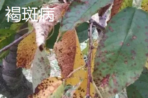 秋季怎么管理樱花树，9月份上旬要追施基肥