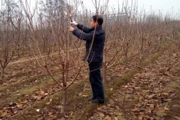 秋季怎么管理樱花树，9月份上旬要追施基肥