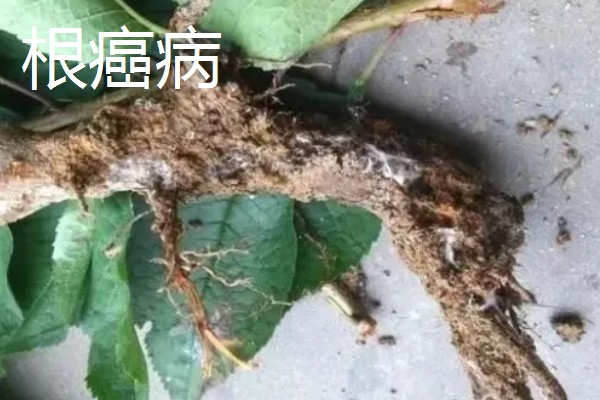秋季怎么管理樱花树，9月份上旬要追施基肥