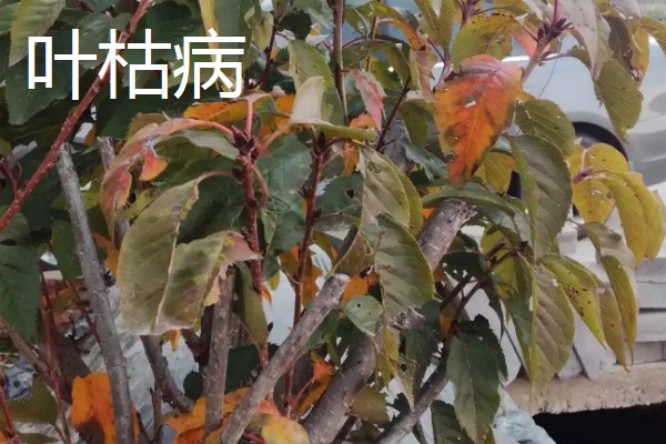 秋季怎么管理樱花树，9月份上旬要追施基肥