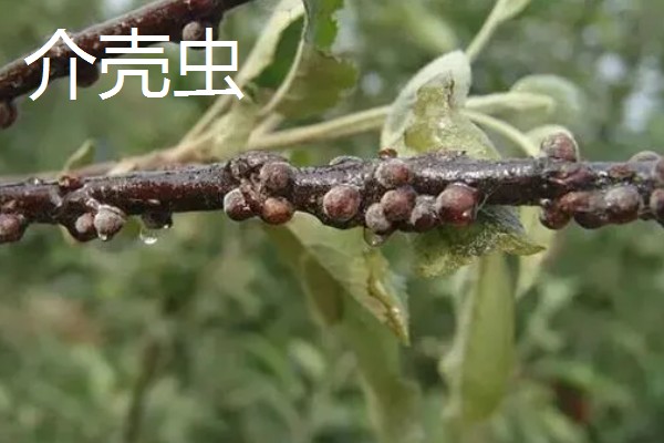 秋季怎么管理樱花树，9月份上旬要追施基肥