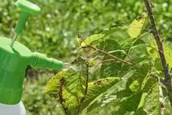 秋季怎么管理樱花树，9月份上旬要追施基肥