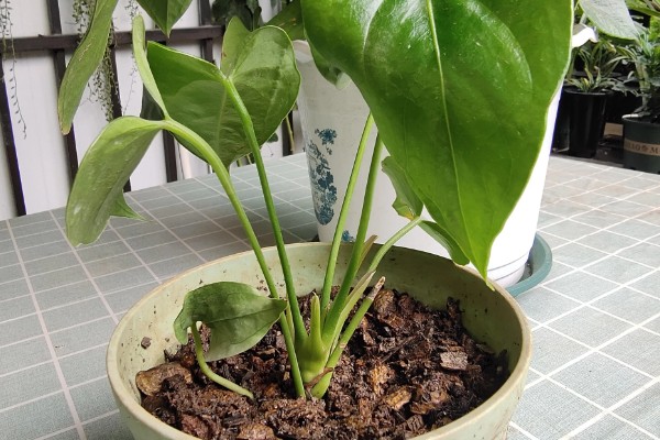 粉掌如何繁殖，可以采取分株的方式繁殖