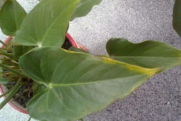 粉掌如何繁殖，可以采取分株的方式繁殖