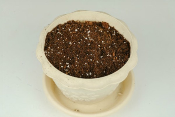 粉掌如何繁殖，可以采取分株的方式繁殖