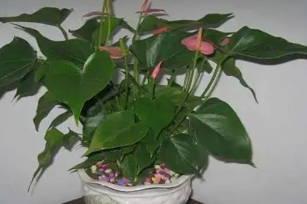 粉掌如何繁殖，可以采取分株的方式繁殖