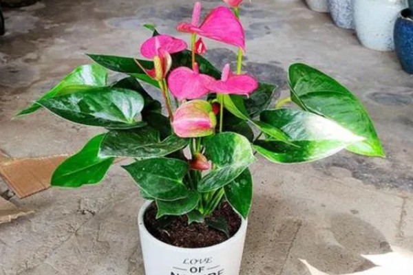 粉掌如何繁殖，可以采取分株的方式繁殖