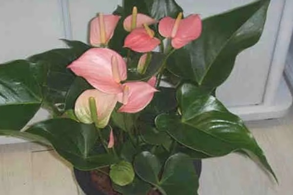 粉掌如何繁殖，可以采取分株的方式繁殖