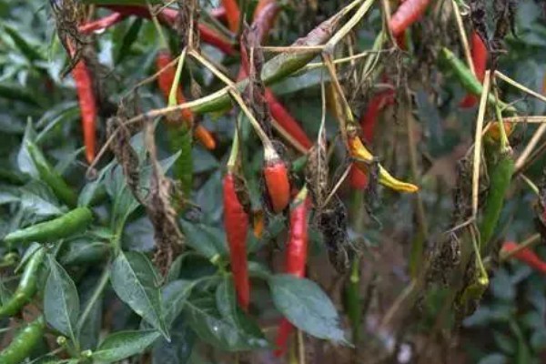 辣椒疫病的防治方法，病发初期喷甲霜铜可湿性粉剂