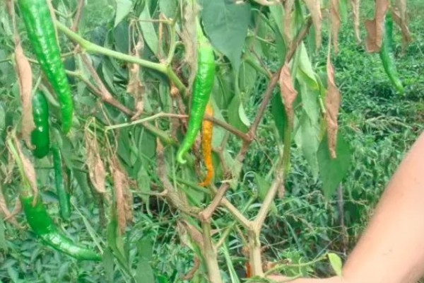 辣椒疫病的防治方法，病发初期喷甲霜铜可湿性粉剂