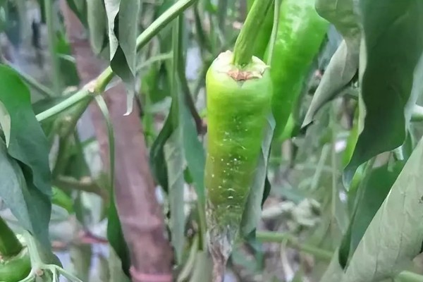 辣椒疫病的防治方法，病发初期喷甲霜铜可湿性粉剂
