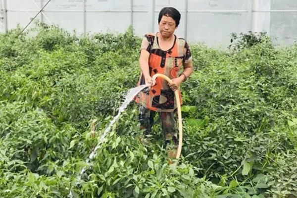 辣椒疫病的防治方法，病发初期喷甲霜铜可湿性粉剂