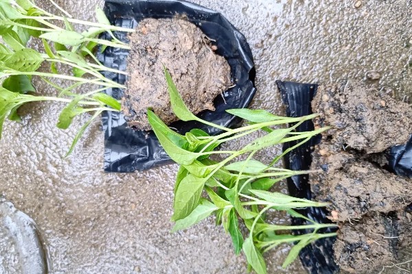 辣椒疫病的防治方法，病发初期喷甲霜铜可湿性粉剂