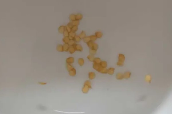 辣椒疫病的防治方法，病发初期喷甲霜铜可湿性粉剂