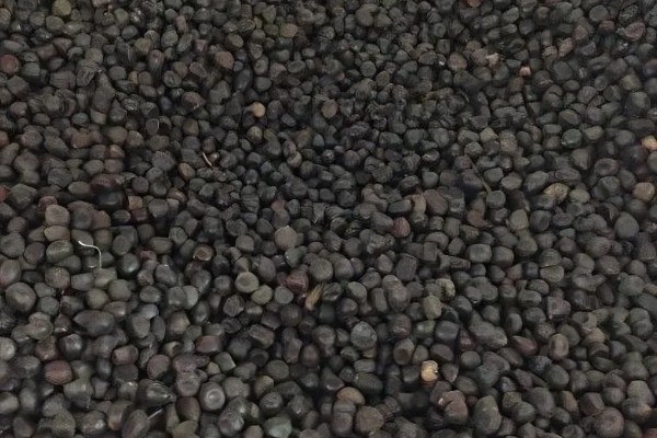 牡丹怎么播种，将种子与草木灰拌匀后再撒播